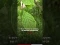 #итальянскийдляначинающих #итальянский #итальянскийязык