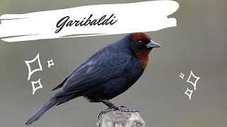 Garibaldi  Chrysomus ruficapillus  Chestnutcapped Blackbird