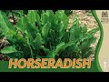 Horseradish information description  more armoracia rusticana