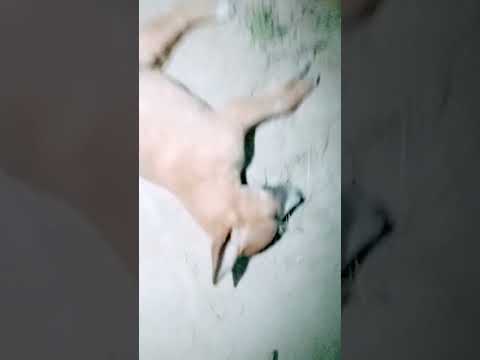 small dog death 😥shorts #trending #video