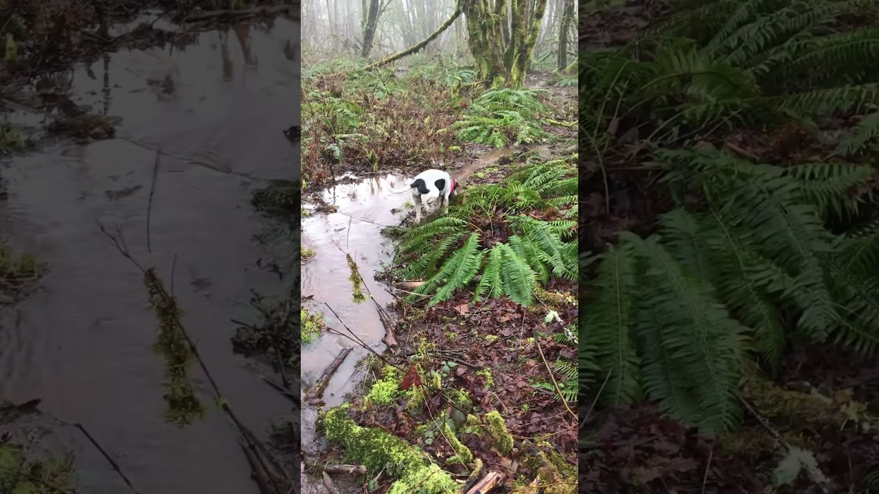6 month old coonhound first trip to the woods coonhunting training