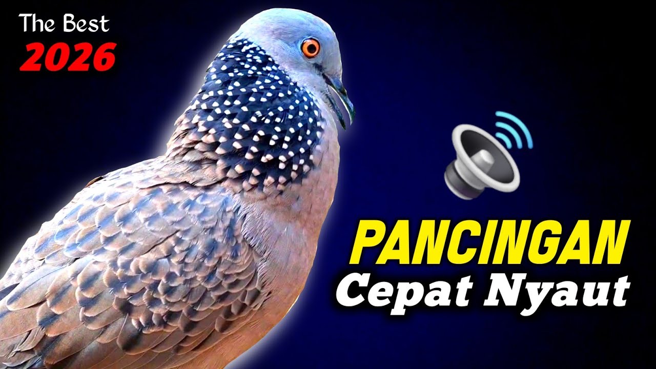 Suara Burung Tekukur Gacor Memanggil Temanya Menekan Menguku