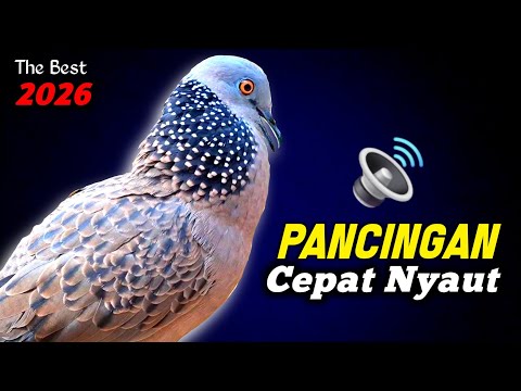 suara tekukur juara 1