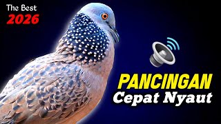 Suara Burung Tekukur Gacor Memanggil Temanya Menekan Menguku