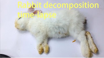 rabbit decomposing video
