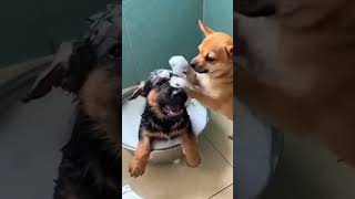 Download Lagu 😻 #manha #funny MP3