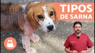 Tipos de SARNA EN PERROS