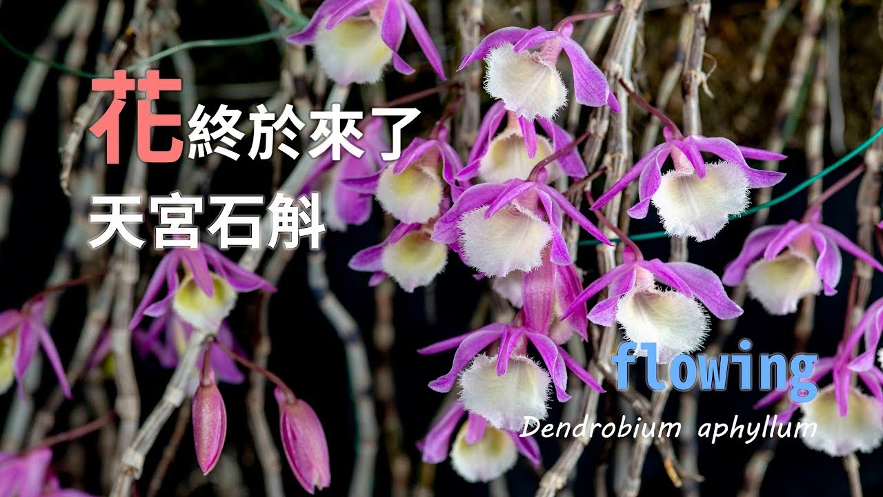 蘭花貝殼石斛三大家族之一 紅貝殼石斛 蘭花品種 Orchid Care Orchid Flower Youtube