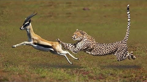 Most Amazing Big Cats Hunting Attack Compilation   Cheetah Lions Jaguar Leopard
