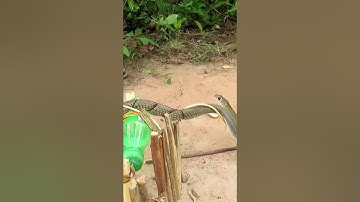 Easy Snake Trap Creative Method DIY Snake Trap Using Pliers That Work 100