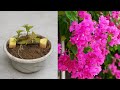 Unbelievable Growing Bougainvillea from Cuttings with Potatoes