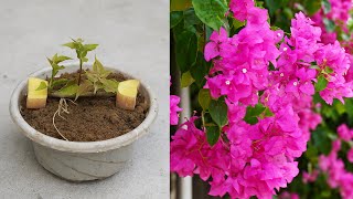 Unbelievable Growing Bougainvillea from Cuttings with Potatoes by DIY Garden World 4,834 views 8 months ago 7 minutes, 42 seconds