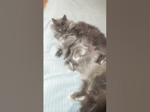 Які гарні котики 💙💛💙 - YouTube