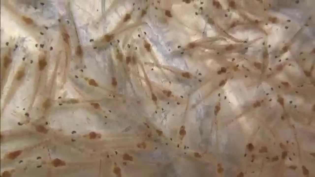 クルマエビの稚エビ 池に入れる Youtube