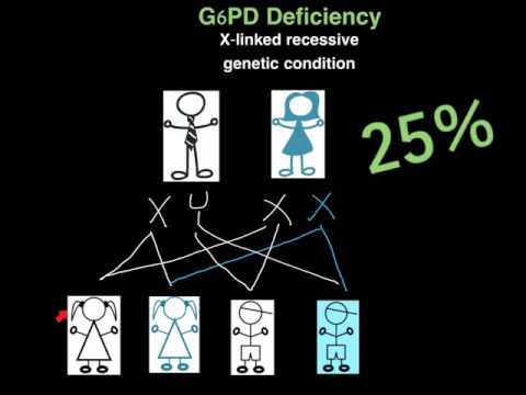 Video: Door Primaquine Geïnduceerde Hemolyse Bij Vrouwen Heterozygoot Voor G6PD-deficiëntie