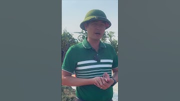 Giải đáp 1 thắc mắc của bà con về mô hình nuôi tôm càng xanh ghép với cá mà ai cũng muốn biết🦐