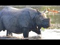 4k Animal Wildlife Animal Live Animal Film Relaxing With Nature Sounds