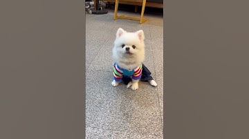 명절 꼬까옷 입은 요미 #강아지 #강아지놀이 #강아지반응 #강아지브이로그 #강아지산책 #강아지유튜브 #강아지일상 #포메라니안 #애견영상 #포메 #포메영상 #애견일상 #반려견일상