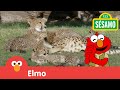 Sésamo: Un día en el zoológico con Elmo.