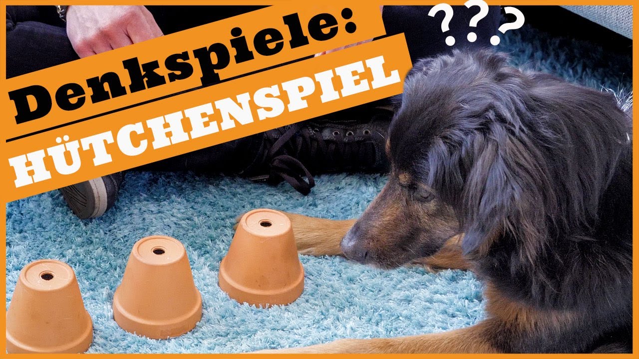 Denkspiel Hund I Den Hund zu Hause beschäftigen mit dem Hütchenspiel I  Überraschendes Ergebnis - YouTube