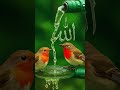 #deen #trending #13million #subscribe #motivational #motivation #explore #viral #reels #ytshorts #yt