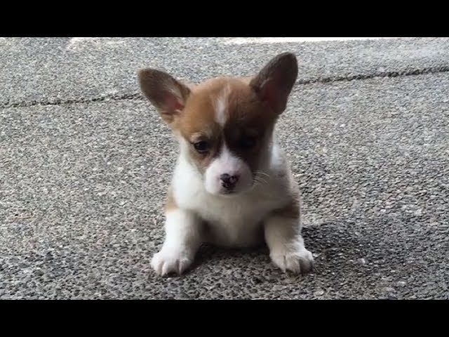 Adorable puppy attempts to climb steps for the first time