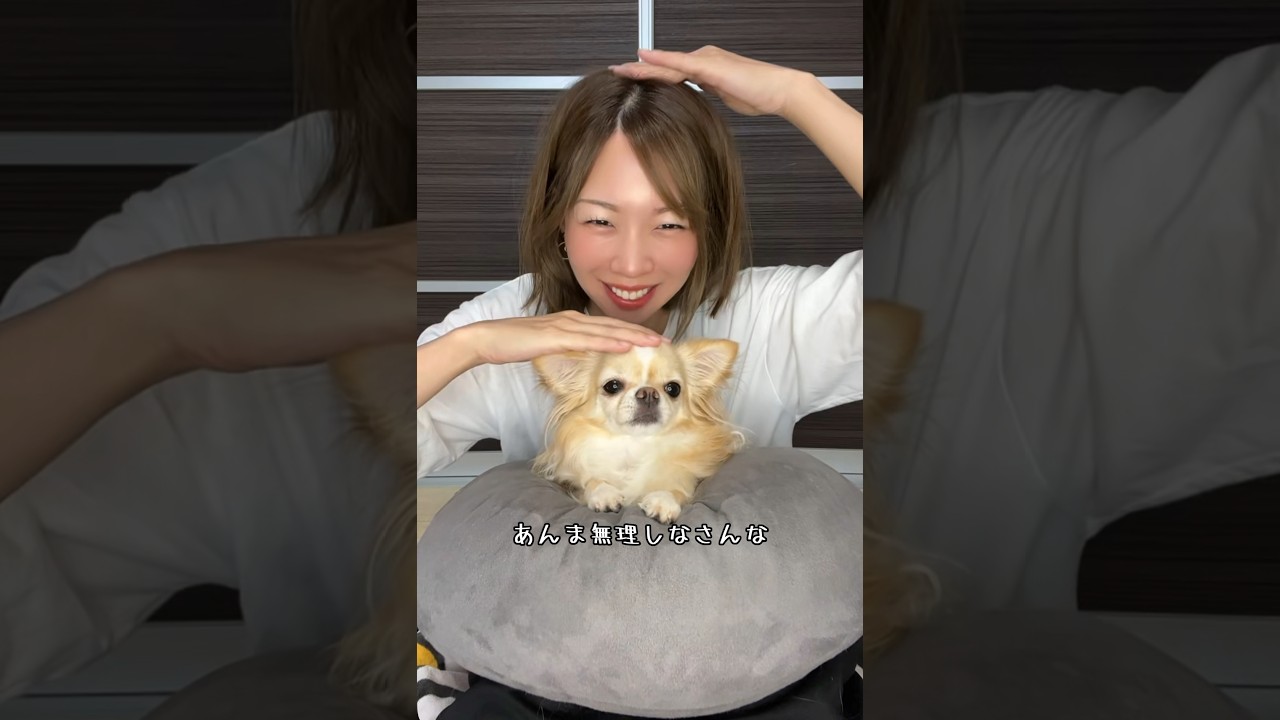 【はい、お疲れ様♡】#チワワ #chihuahua #可愛い #shorts #チワワちゃん #癒し #cutedog #fyp #foryou