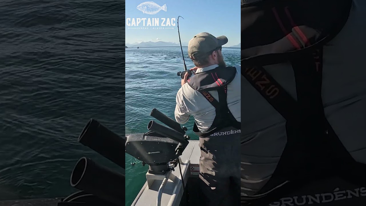 Лосось поймал сеть как раз вовремя! 