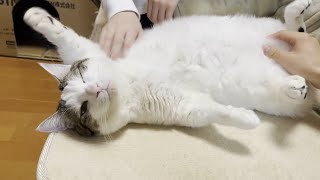 抵抗する気が全くない猫