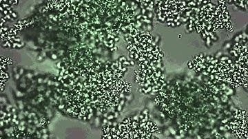 Time-lapse analysis for the visualization of SSL3 activation in S.aureus