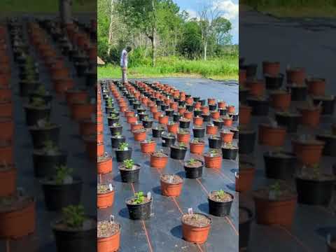 Video: Krizantēmu telpaugi - kā audzēt māmiņas iekštelpās