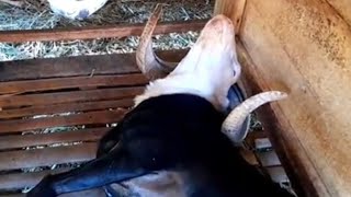 GOODBYE, SEMAR THE SHEEP..!