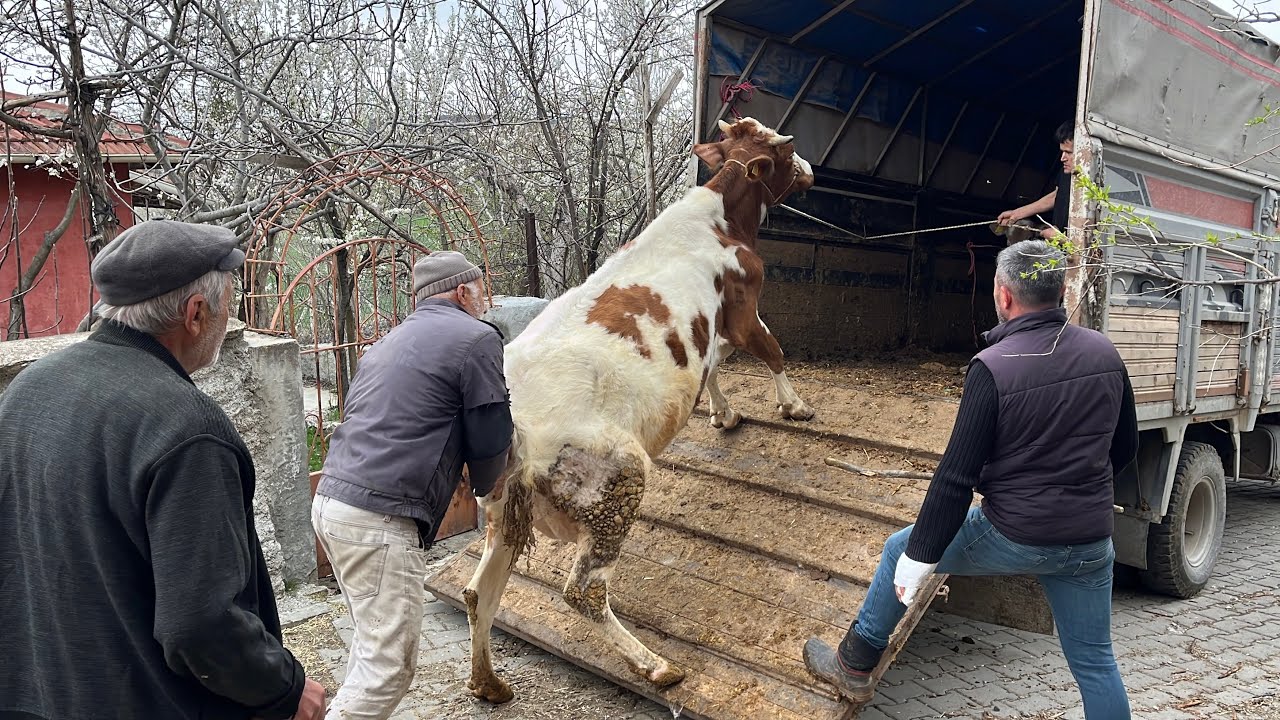 DELİ İNEK NAKLİYESİ 2