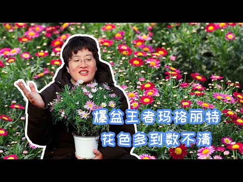 【海妈植物推荐】爆花王者玛格丽特，花色多到数不清