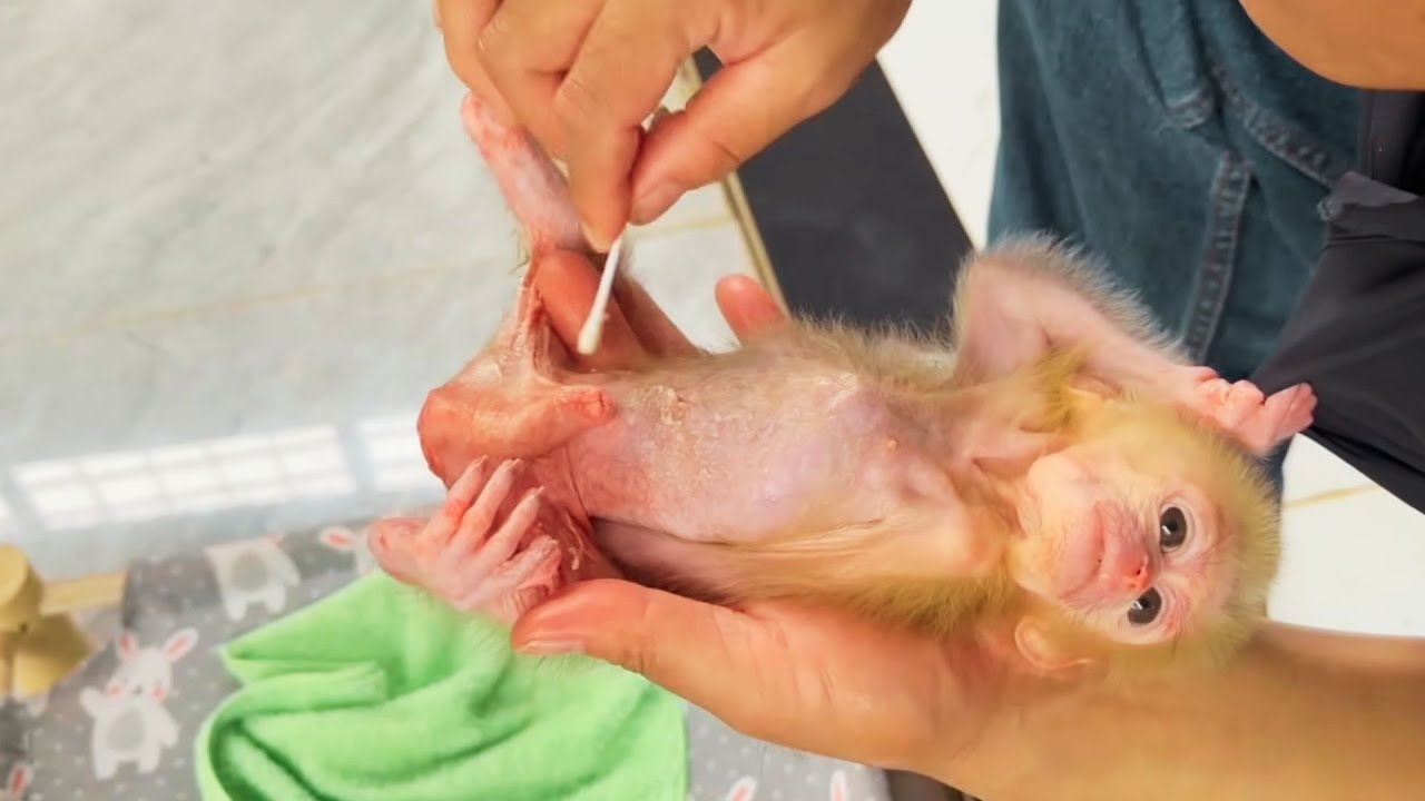 Poor Thing! Baby Monkey Has a Rash — Dad Cares for Him Every Day 💕🐒
