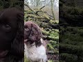 Search dogs!