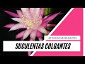 Mis suculentas colgantes 2020 #toursucuscolgantes