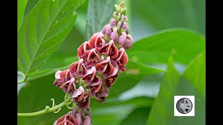 Apios Damériqueamerican Groundnut Apios Americana
