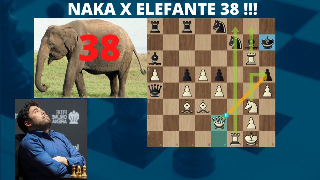 EU SEI QUEM É ELEFANTE 38 !!! 