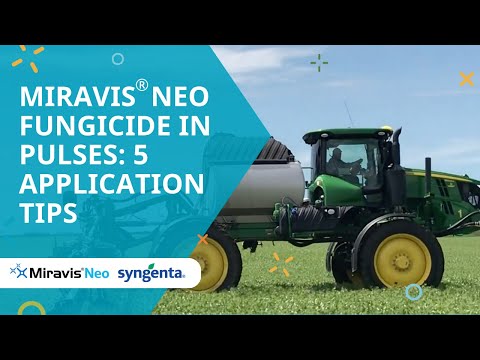 Miravis® Neo Fungicide In Pulses: 5 Application Tips