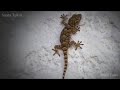 Suara tokek Suara tokek