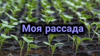 Продолжается посевной сезон. Как чувствует себя моя рассада