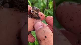 Screaming Baby Dragon doesn&#39;t want me to do a health check! Red-eyed crocodile skink