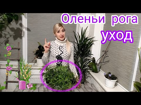 Видео: Размножение щенков оленьего рога - что делать с щенками оленьего рога папоротника