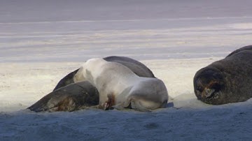 SAP Tutorial for beginners | SAP ERP