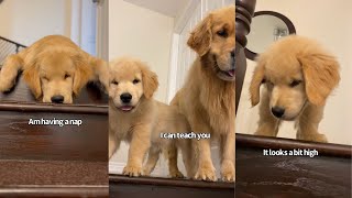 Golden RetrieverTeaches Puppy Brother To Go Down The Stairs