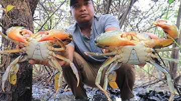 Season Dry 2020 - Find n Catch a lot Crab by Hand in Flooded Forest Sea After Water Went Down #2
