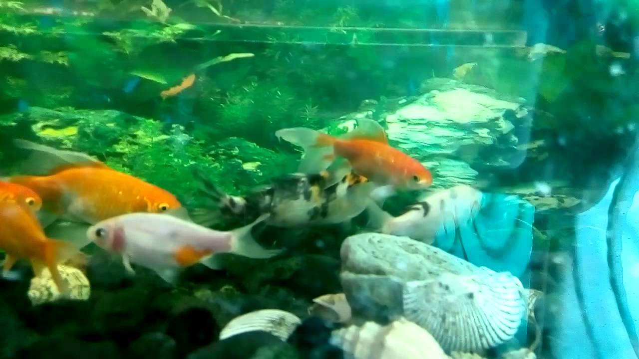 Ikan hias akuarium air tawar.. - YouTube