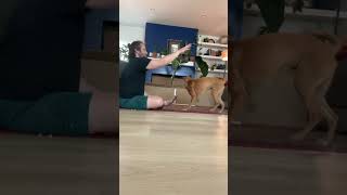 Harness training with Zula! #dog #dogtrainer #forcefreedogtraining #cooperativecare