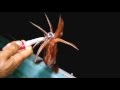 Squid Fishing with Electric reel